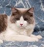 Ragdoll kittens Georgia